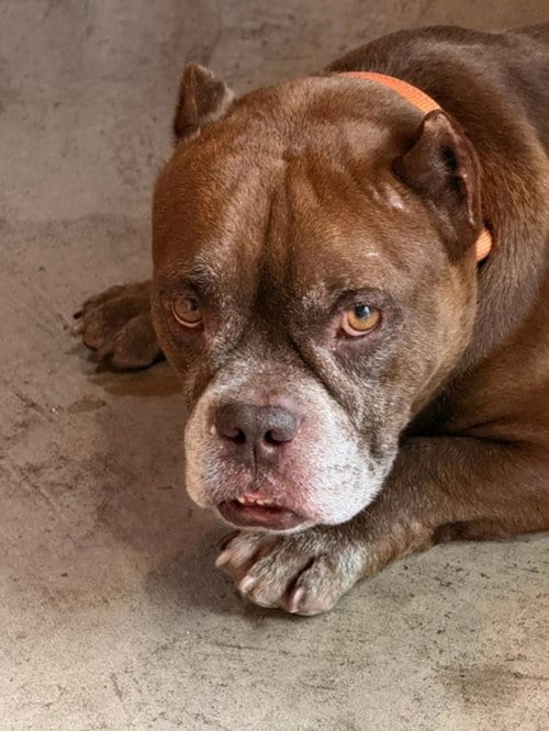 Photo of Charlie, adoptable Bulldog in Albion, New York