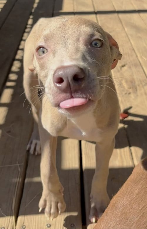 Photo of Apple Dumpling, adoptable American Pit Bull Terrier in Wetumpka, Alabama