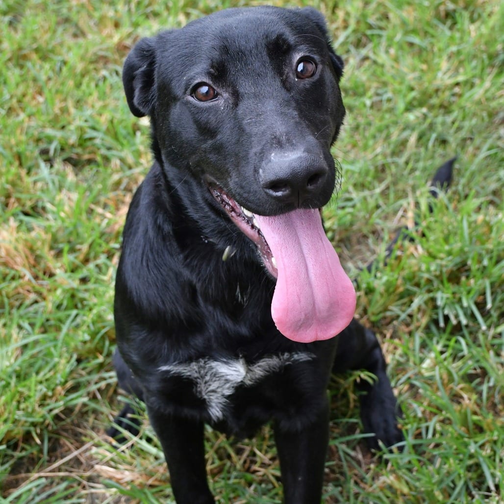 Photo of Clyde, adoptable Retriever, Black Labrador in Beaumont, Texas