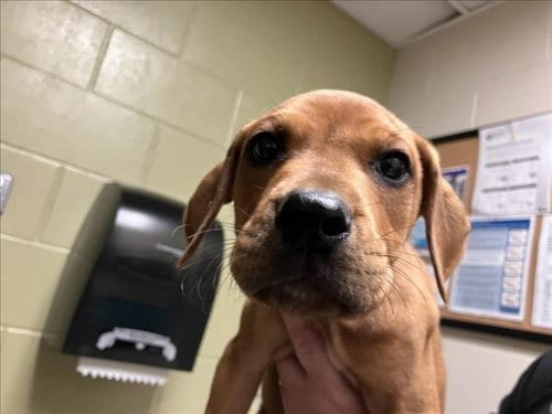 Photo of Casper, adoptable Boxer in Chapel Hill, North Carolina