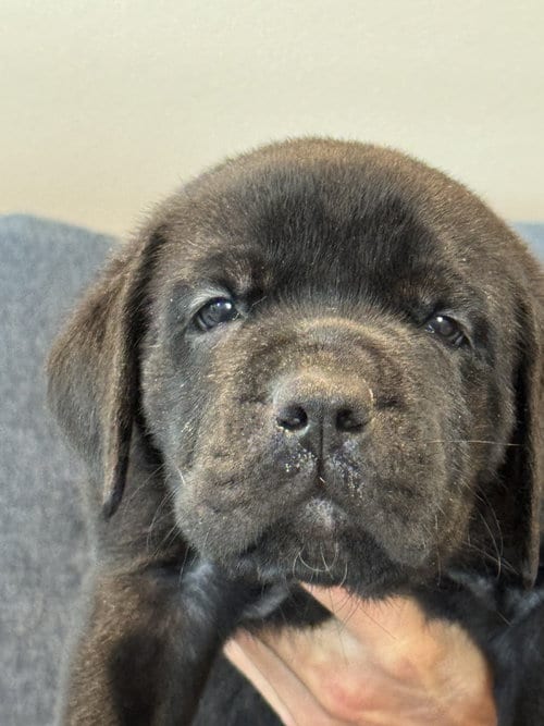Photo of Charlotte's Puppy Teddy, adoptable Labrador Retriever in San Diego, California