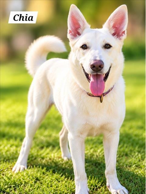 Photo of Chia, adoptable German Shepherd Dog in Derwood, Maryland