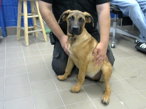 Photo of Skittles, adoptable German Shepherd Dog in Albuquerque, New Mexico