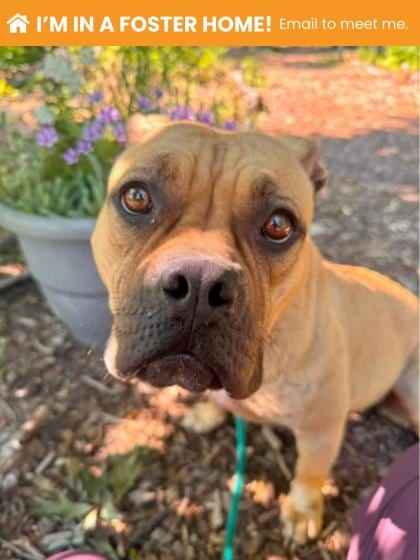 Photo of Lazy Susan, adoptable dog in Baltimore, Maryland