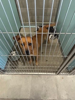 Photo of Aspen, adoptable dog in Farmington, New Mexico