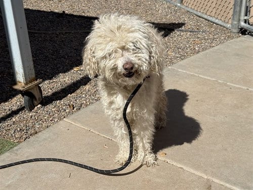 Photo of Frosty, adoptable Poodle (Miniature) in Phoenix, Arizona