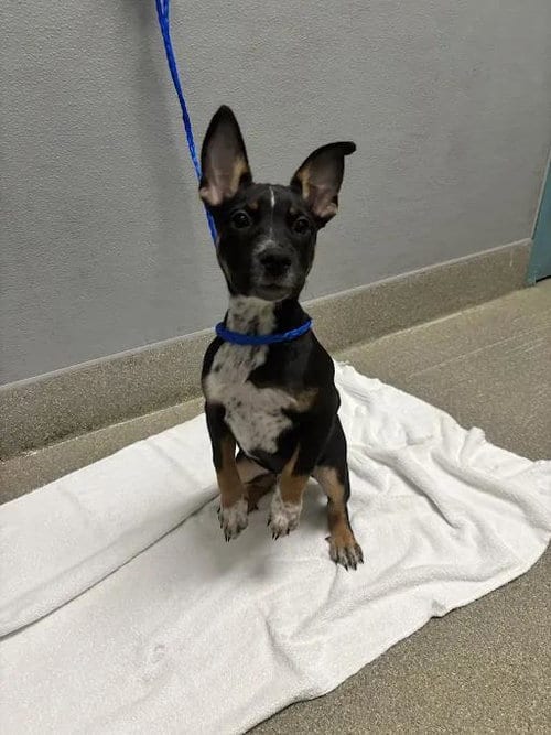 Photo of Muffin, adoptable Australian Cattle Dog/Blue Heeler in Las Vegas, Nevada