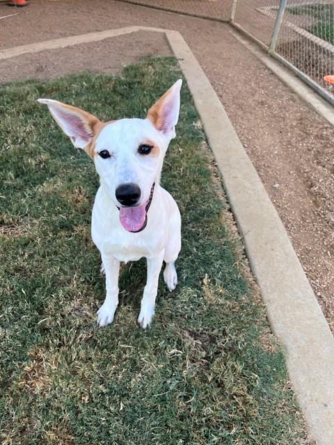 Photo of Lola, adoptable Labrador Retriever in Plano, Texas