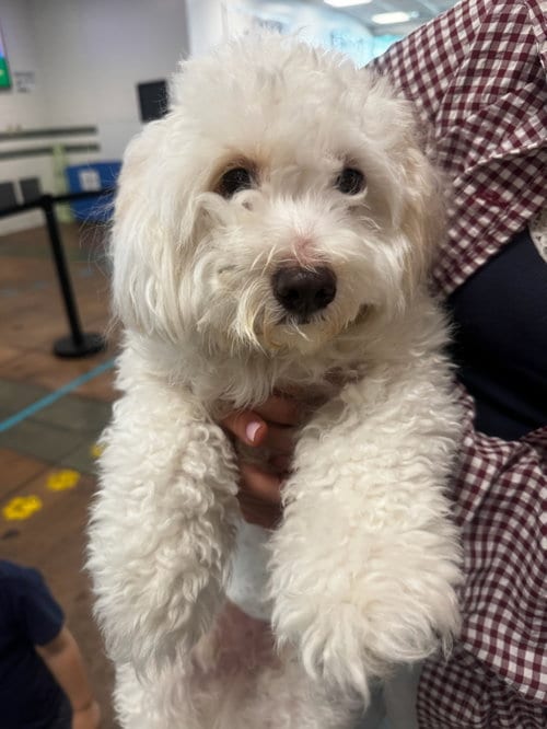 Photo of Sammy, adoptable Maltese in Van Nuys, California