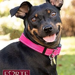 Photo of Pippa, adoptable German Pinscher in Marina del Rey, California