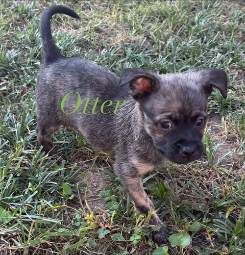 Photo of Otter, adoptable Terrier in Berlin, New Jersey