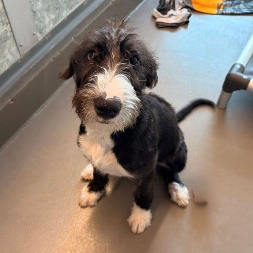 Photo of Gizmo, adoptable Unknown breed in Rancho Santa Fe, California