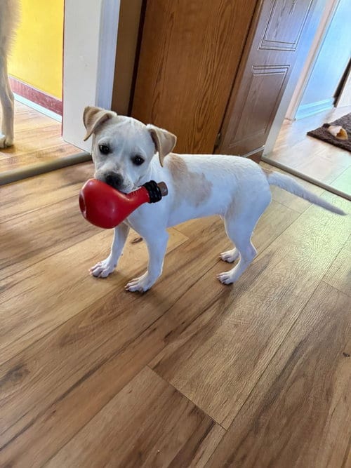 Photo of Piggy Pups : Priscilla Pigsley, adoptable Jack Russell Terrier in Aurora, Indiana