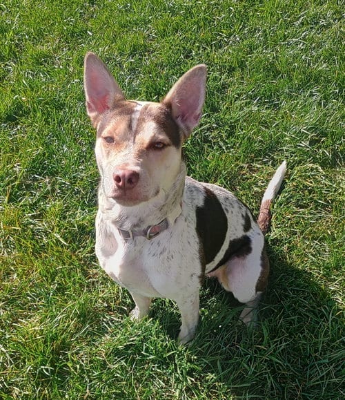 Photo of Gypsy, adoptable Terrier in Polson, Montana