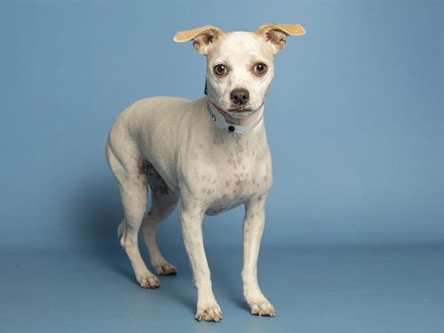 Photo of Hazel, adoptable American Pit Bull Terrier in Phoenix, Arizona