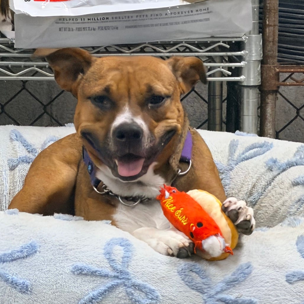 Photo of Prim, adoptable Retriever, Labrador / Mix in Columbus, Georgia