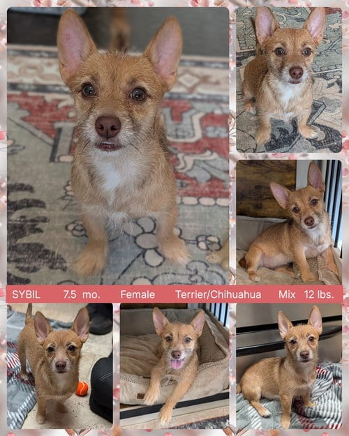 Photo of Sybil, adoptable Terrier in Mesa, Arizona
