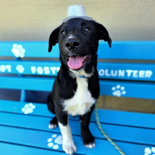 Photo of Jammin, adoptable Labrador Retriever in Long Beach, California