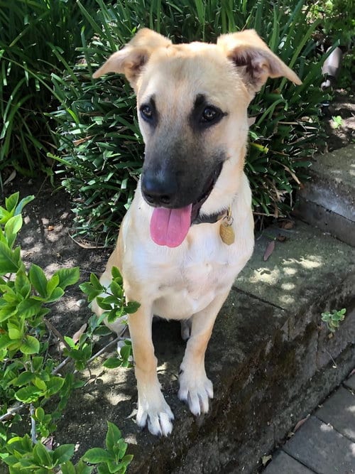 Photo of Piper, adoptable German Shepherd Dog in Cupertino, California