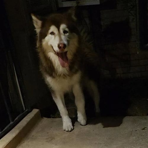 Photo of Samson, adoptable Husky in San Antonio, Texas