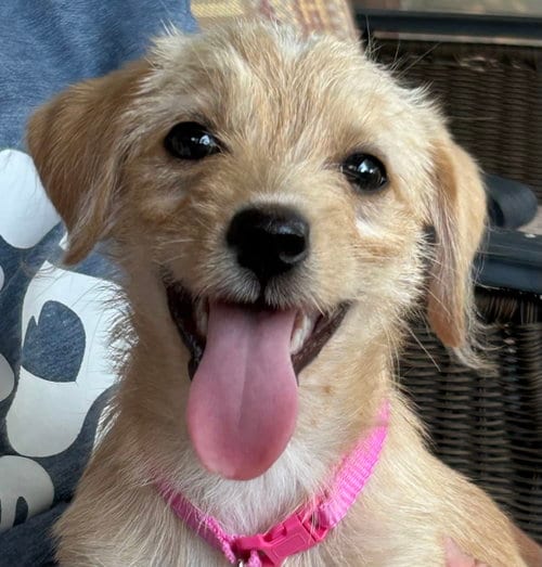 Photo of Bonnie - "B" Litter, adoptable Terrier in Holly Springs, North Carolina