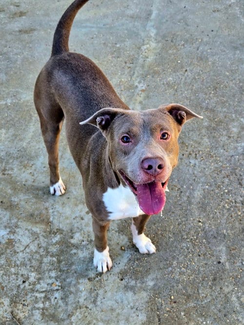 Photo of Mark, adoptable Staffordshire Bull Terrier in Jackson, Mississippi