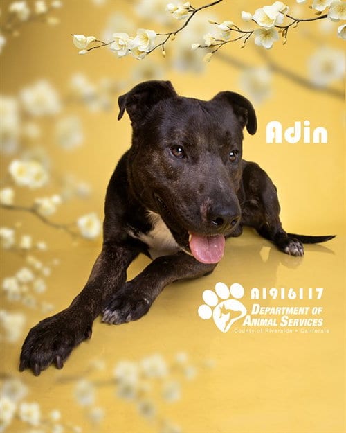Photo of Adin, adoptable Rottweiler in Riverside, California