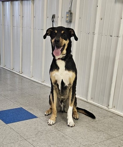 Photo of Freddy, adoptable dog in Freeport, Illinois