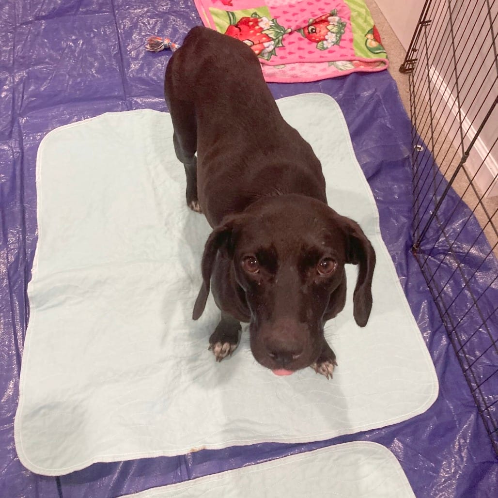 Photo of Grapevine, adoptable Mixed Breed (Medium) in St. Louis, Missouri