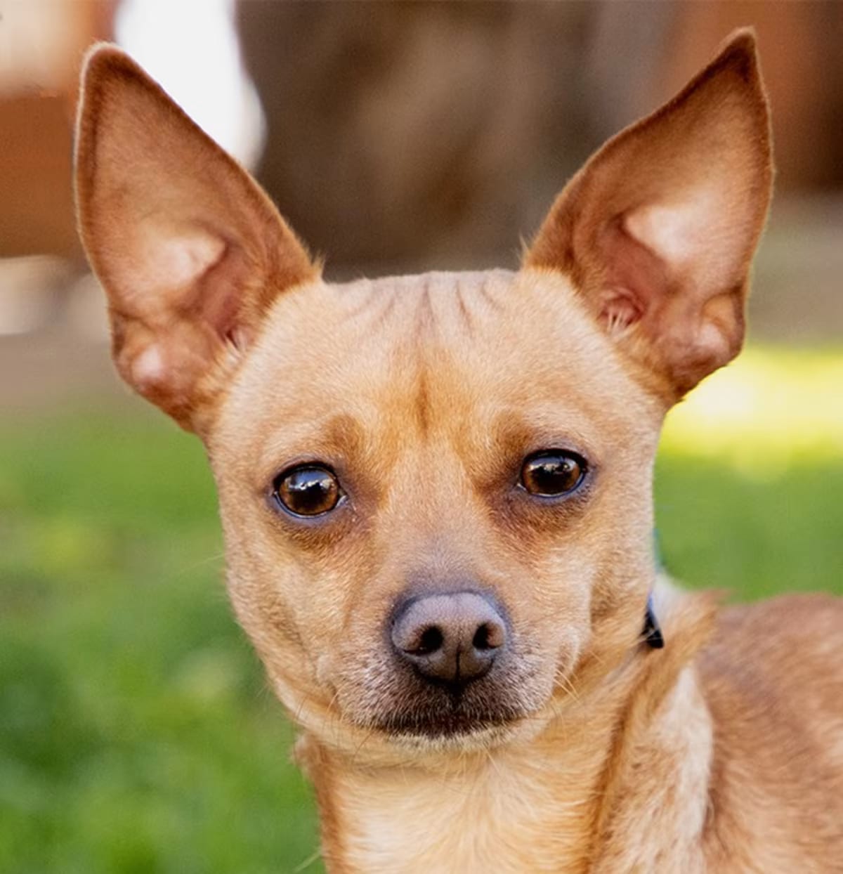 Photo of Prince, adoptable Chihuahua in Marina del Rey, California