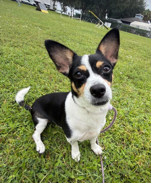 Photo of Jackie, adoptable Chihuahua in Osteen, Florida