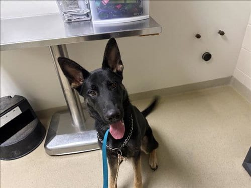 Photo of Curry, adoptable German Shepherd Dog in Chapel Hill, North Carolina