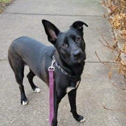 Photo of Waffles LLD, adoptable Belgian Malinois in Hartford, Connecticut