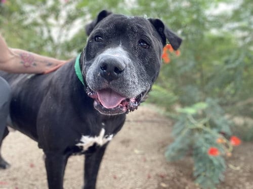 Photo of Mayor West, adoptable American Pit Bull Terrier in Phoenix, Arizona