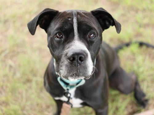 Photo of Mugin, adoptable American Pit Bull Terrier in Ocala, Florida
