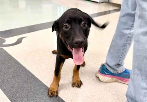 Photo of Jinx, adoptable Rottweiler in Santa Rosa, California