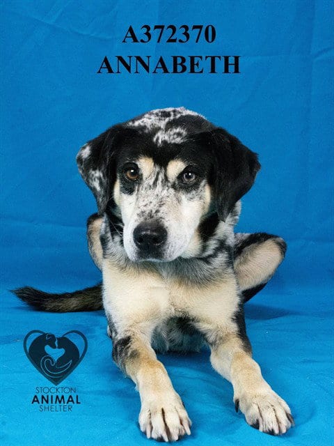 Photo of Annabeth, adoptable Catahoula Leopard Dog in Stockton, California