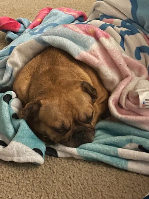 Photo of Daisy, adoptable French Bulldog in Bandera, Texas