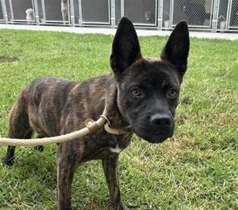 Photo of Bronx, adoptable Belgian Shepherd Malinois in Salinas, California