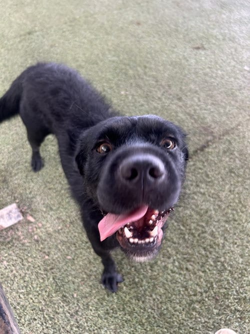 Photo of Lisha, adoptable Labrador Retriever in Pipe Creek, Texas