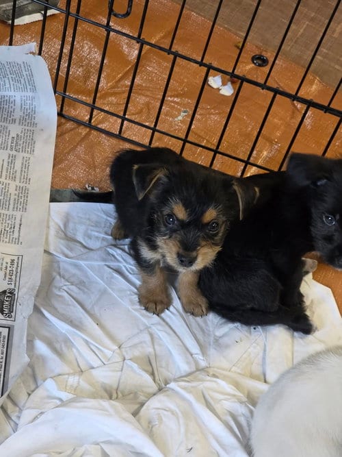 Photo of Nitro (NY-Sarah), adoptable Terrier in SHERBURNE, New York