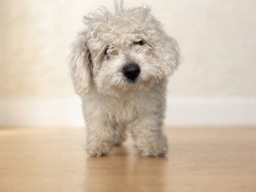 Photo of Leo, adoptable Poodle (Miniature) in San Pedro, California