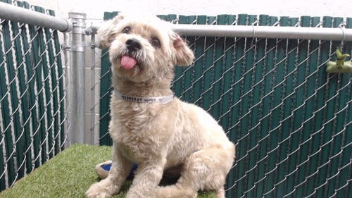 Photo of Peekaboo, adoptable Shih Tzu in Downey, California