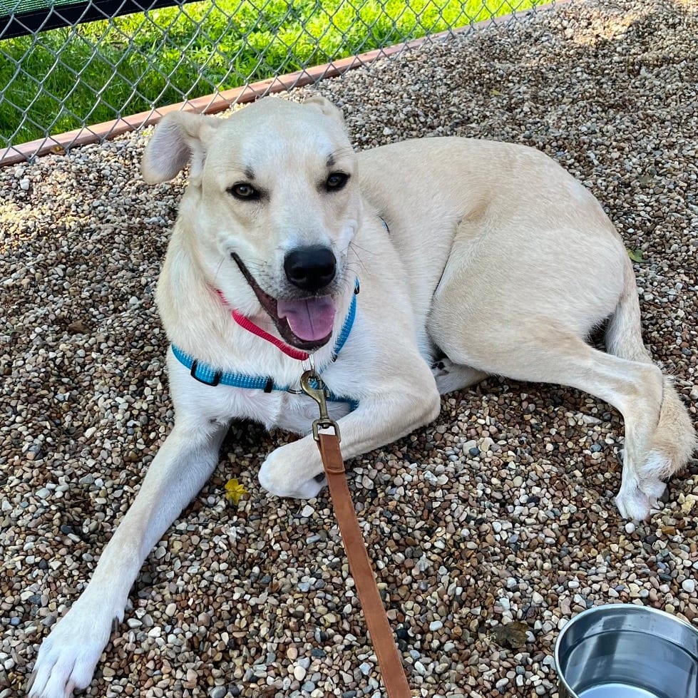 Photo of Linus, adoptable Shepherd, Anatolian in South Elgin, Illinois