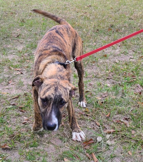 Photo of Nigel, adoptable Hound in Sheridan, Texas