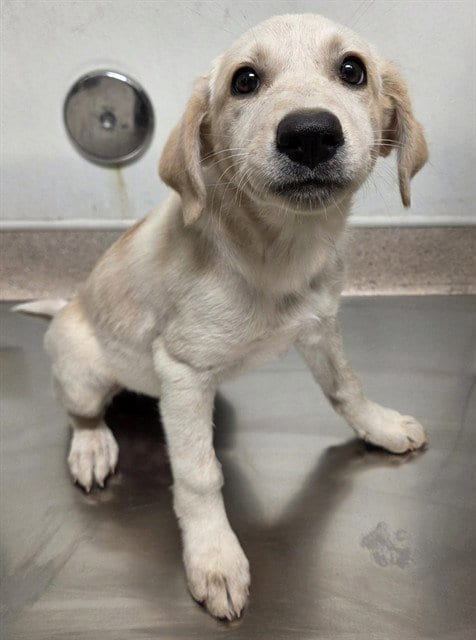 Photo of Pandora, adoptable Labrador Retriever in Bakersfield, California