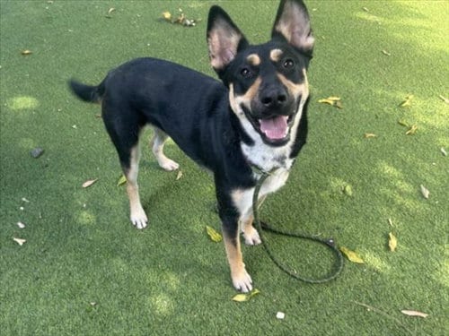 Photo of Stella Rose, adoptable German Shepherd Dog in Van Nuys, California