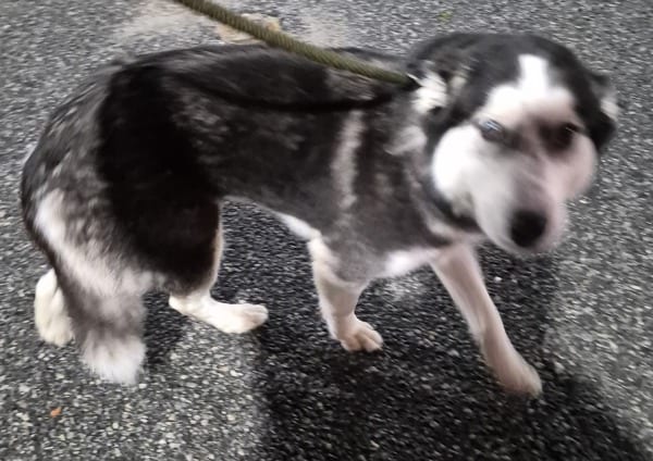 Photo of Endora, adoptable Siberian Husky cross in Lawrenceville, Georgia
