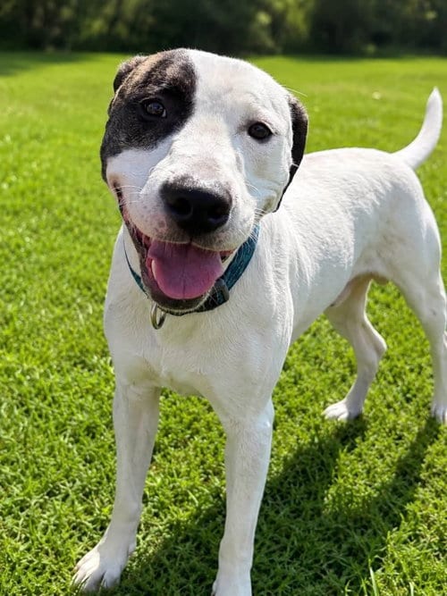 Photo of Dennis, adoptable American Pit Bull Terrier in Martinsburg, West Virginia