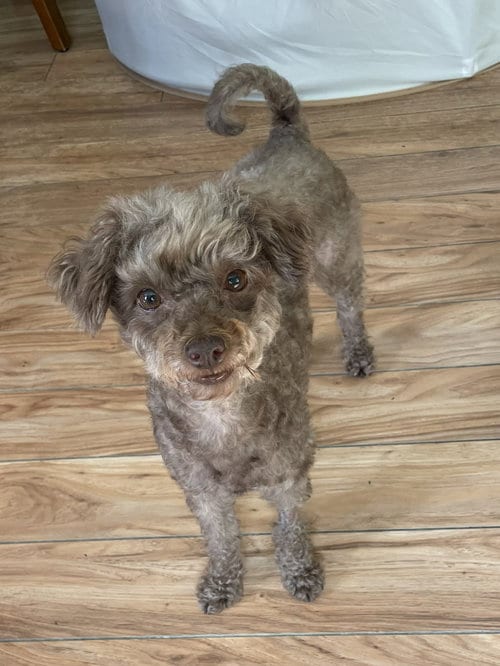 Photo of Twyla, adoptable Poodle (Miniature) in Valrico, Florida